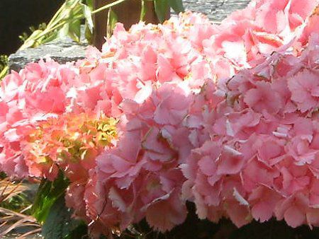 �n�C�h�����W�A(Hydrangea)