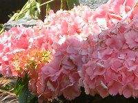 �n�C�h�����W�A(Hydrangea)