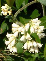 �R���t���[(Comfrey)