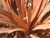 �R���f�B���l�E�I�[�X�g�����X '�A�g���v���v���A'(Cordyline australis 'Atropurpurea')