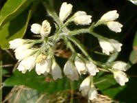 �R���t���[(Comfrey)