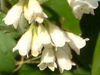 �R���t���[(Comfrey)