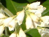 �R���t���[(Comfrey)