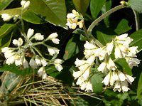 �R���t���[(Comfrey)