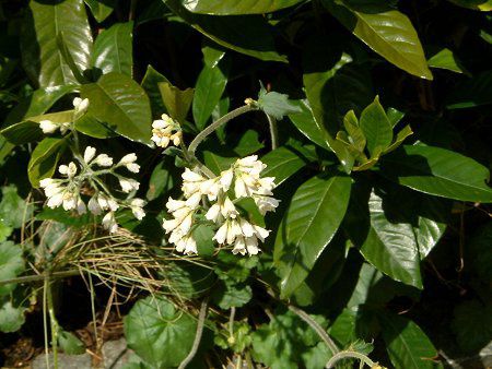 �R���t���[(Comfrey)