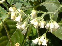 �R���t���[(Comfrey)