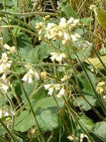 �R���t���[(Comfrey)
