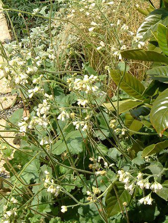 �R���t���[(Comfrey)