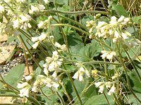 �R���t���[(Comfrey)