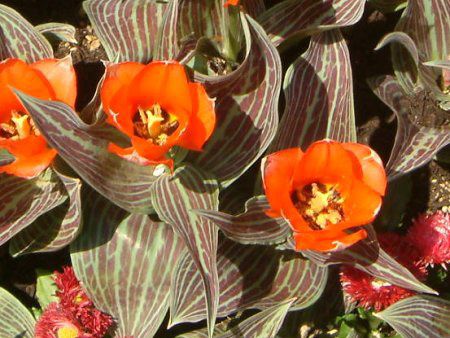 �`���[���b�v(Tulip)