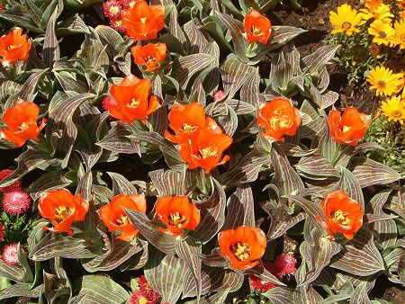 �`���[���b�v(Tulip)