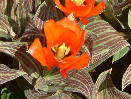 �`���[���b�v(Tulip)