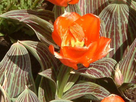 �`���[���b�v(Tulip)