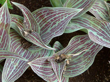 �`���[���b�v(Tulip)