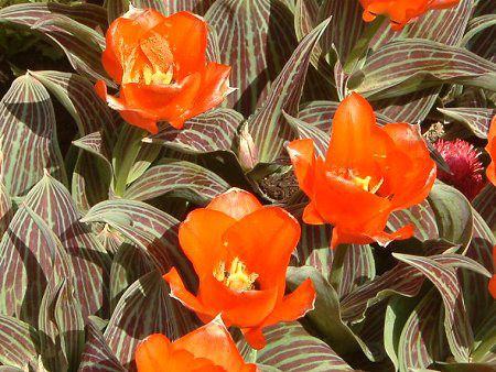 �`���[���b�v(Tulip)