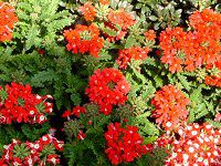 �o�[�x�i(Verbena)