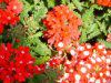 �o�[�x�i(Verbena)