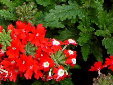 �o�[�x�i(Verbena)