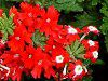 �o�[�x�i(Verbena)