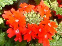 �o�[�x�i(Verbena)