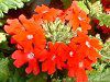 �o�[�x�i(Verbena)