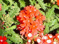 �o�[�x�i(Verbena)
