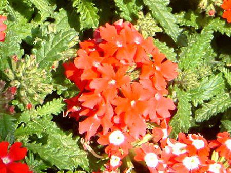 �o�[�x�i(Verbena)