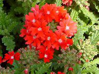 �o�[�x�i(Verbena)