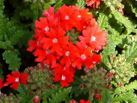 �o�[�x�i(Verbena)