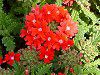 �o�[�x�i(Verbena)