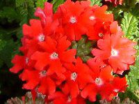 �o�[�x�i(Verbena)