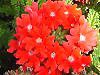 �o�[�x�i(Verbena)