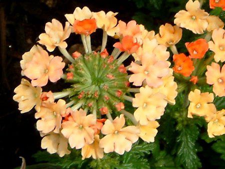 �o�[�x�i(Verbena)-Orange-spring