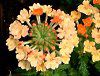 �o�[�x�i(Verbena)