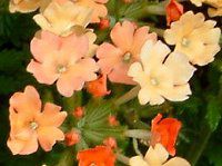 �o�[�x�i(Verbena)