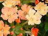 �o�[�x�i(Verbena)