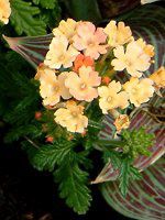 �o�[�x�i(Verbena)