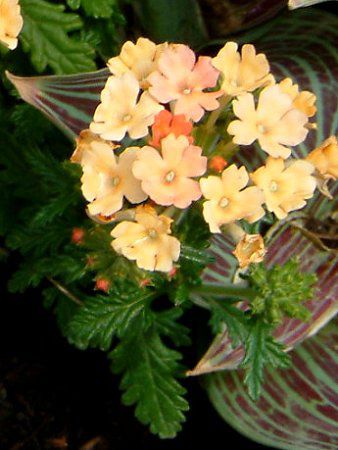 �o�[�x�i(Verbena)-Orange-spring
