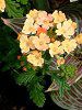 �o�[�x�i(Verbena)