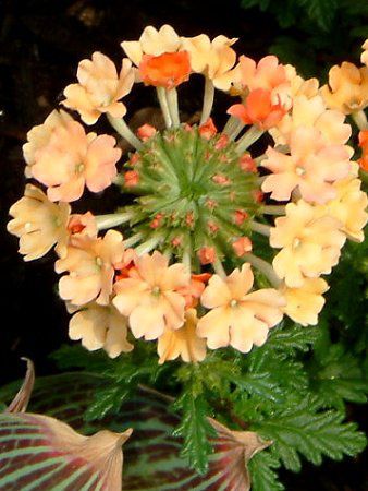 �o�[�x�i(Verbena)-Orange-spring