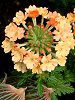 �o�[�x�i(Verbena)