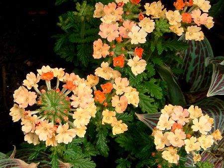 �o�[�x�i(Verbena)