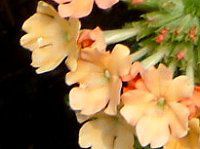 �o�[�x�i(Verbena)