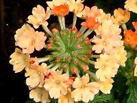 �o�[�x�i(Verbena)