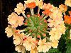 �o�[�x�i(Verbena)