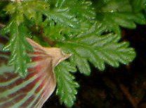 �o�[�x�i(Verbena)