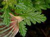 �o�[�x�i(Verbena)