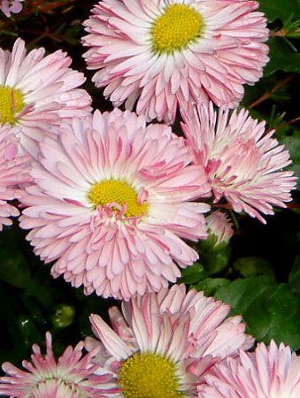 �f�[�W�[(Daisy)