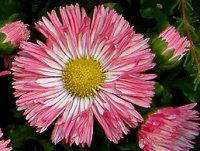�f�C�W�[(Daisy)