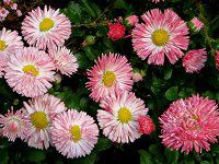 �f�C�W�[(Daisy)